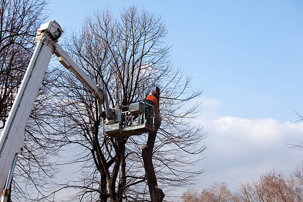 Irvington, NY Tree Removal Services Company